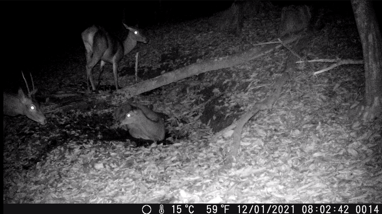 Découverte des saisons par des pièges photos