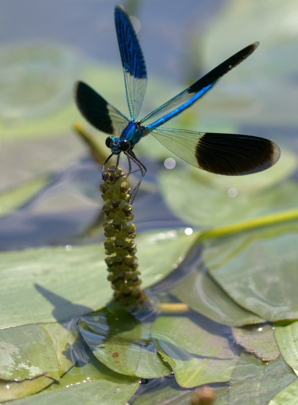 Les petites bêtes de l'eau