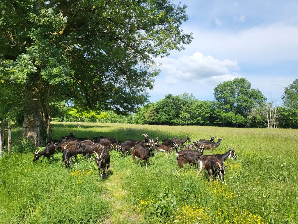 Dans les bottes de la Chevrière-Fromagère