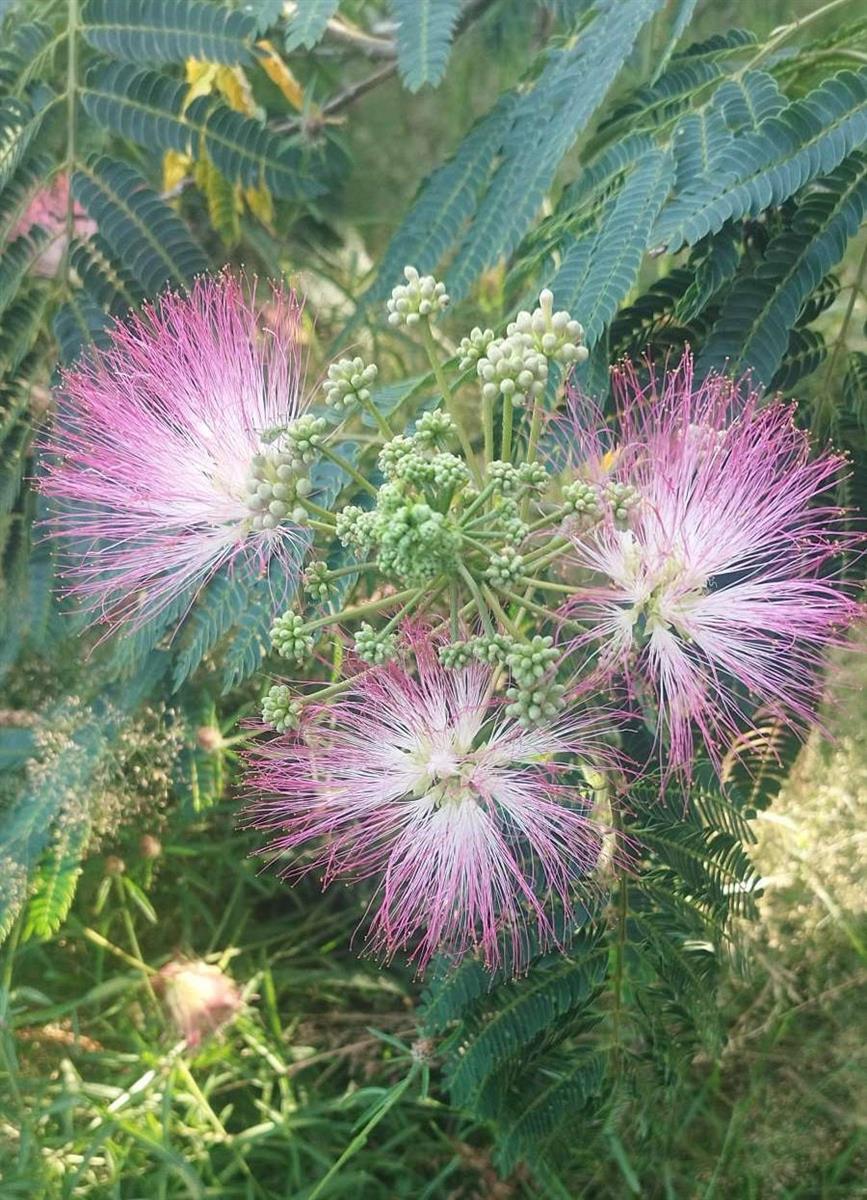 Atelier plantes