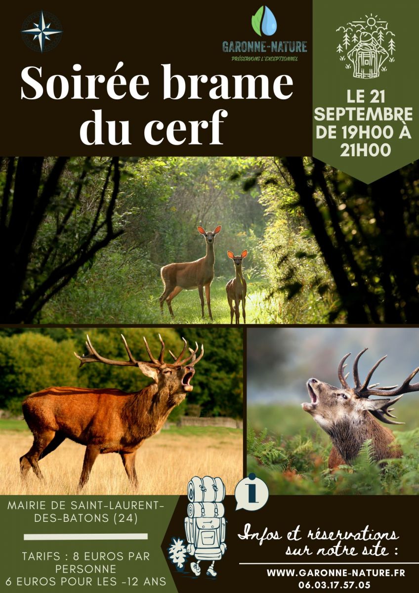 Sortie brame du cerf