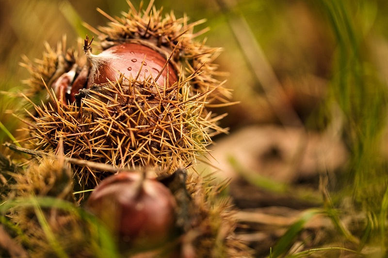 randonnée "Aux saveurs de l'automne"