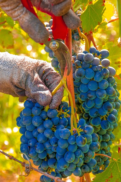 LOTO DES VENDANGES