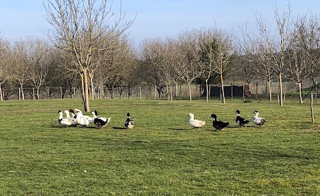 Journées du patrimoine à la Fermes des Anges