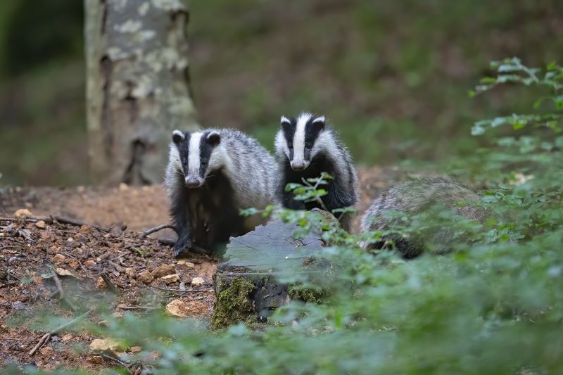 Semaine du climat - Balade animée en forêt