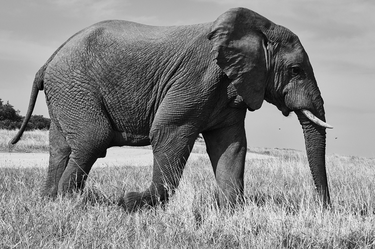 Relation entre les humains et la nature en Afr ...