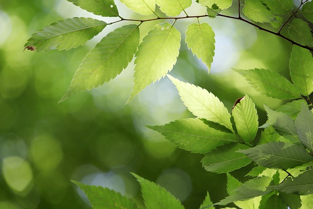 Marché aux arbres et aux plantes