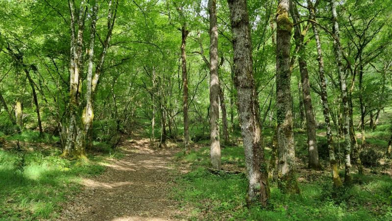 Conférence - Forêts d'ici et d'ailleurs, d'hie ...