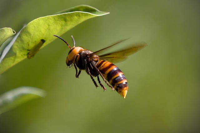 Frelon asiatique: comment assurer le piégeage  ...