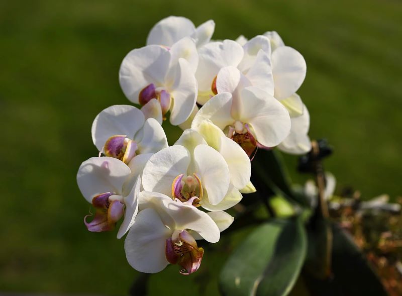 Salon des Orchidées