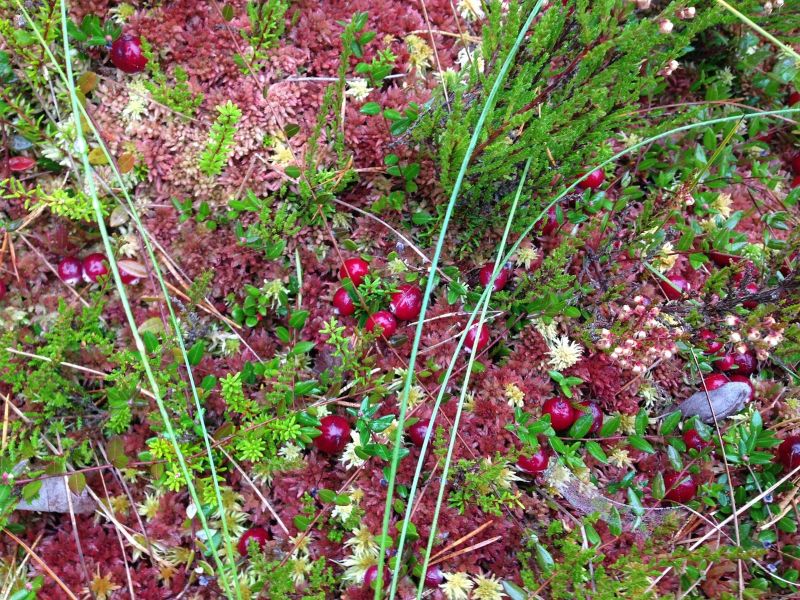 Printemps de la biodiversité - Chasse aux trés ...