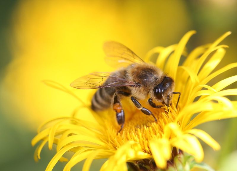 Printemps de la biodiversité - L'abeille à mie ...