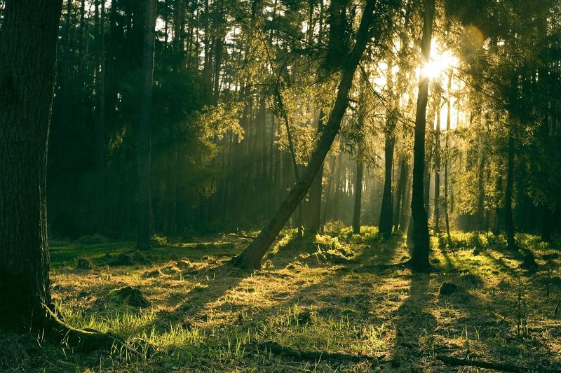 Printemps de la biodiversité - Promenons-nous  ...