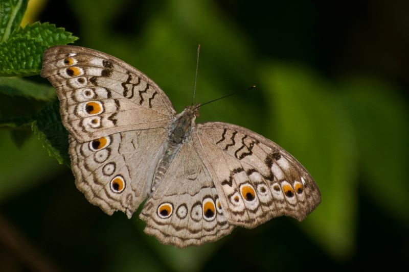 Printemps de la biodiversité - A la rencontre  ...