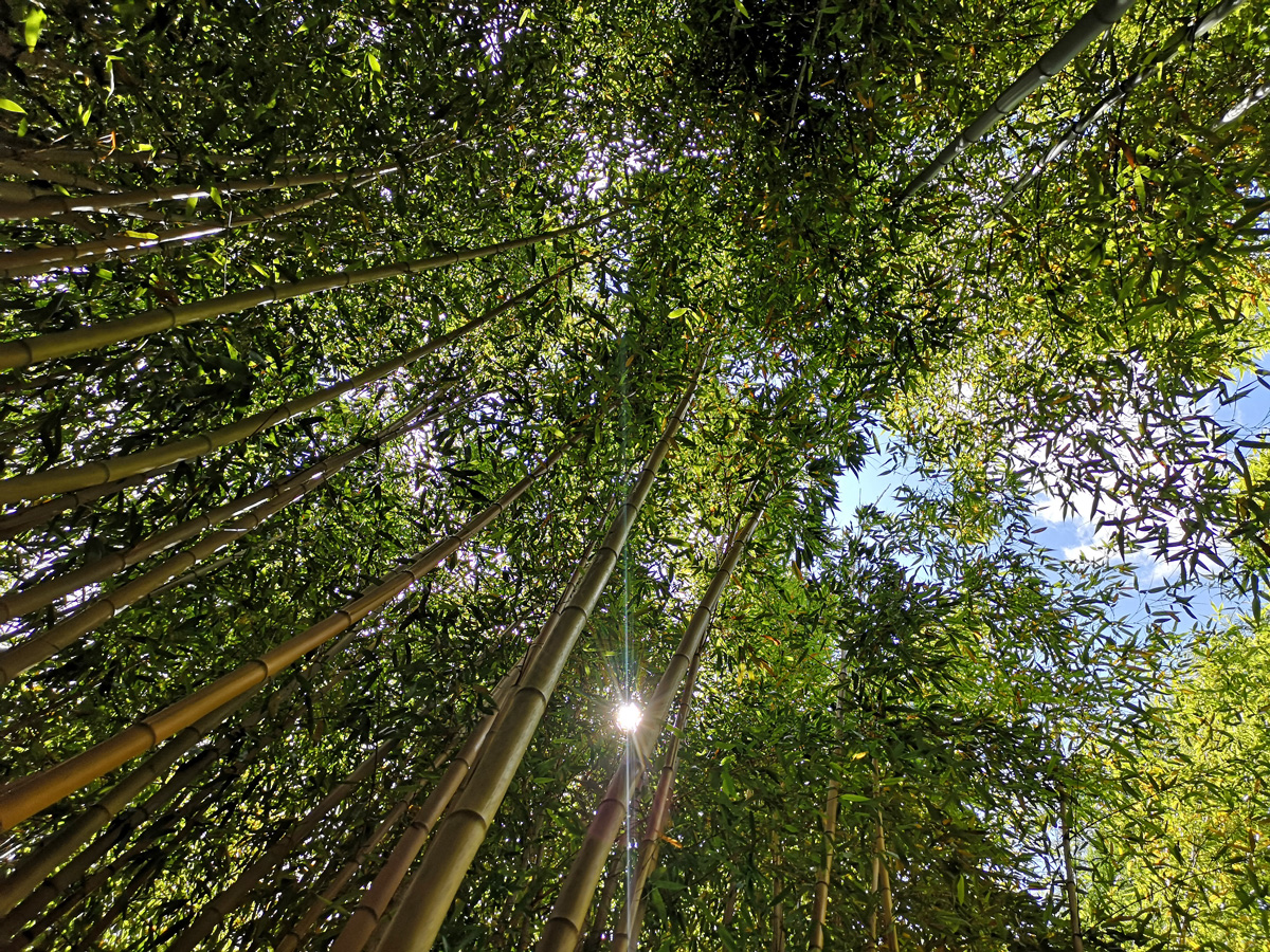 Des bambous plus dociles