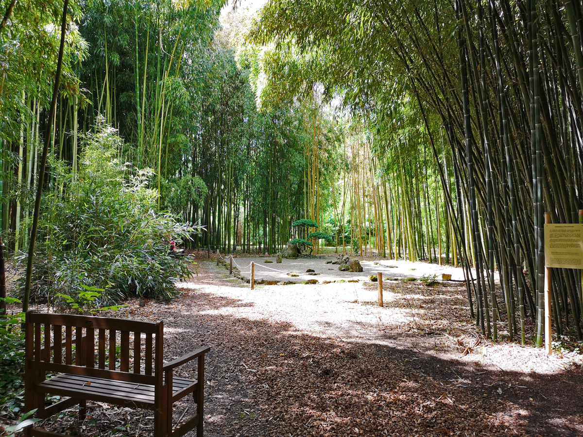 Des bambous plus dociles